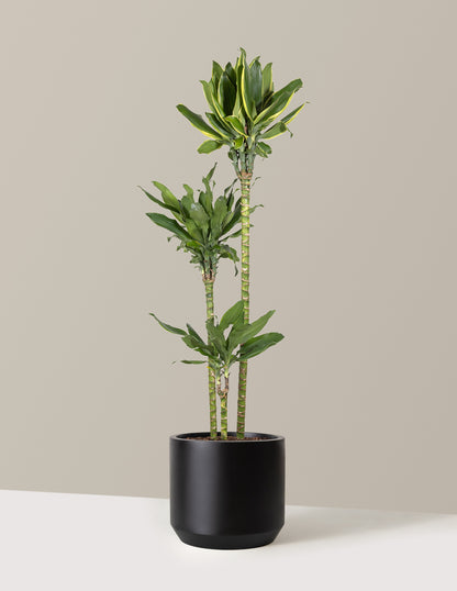 dracaena steudneri moonlight Dracaena Steudneri Gold Dream Houseplant with Planter - Large (3-4' tall) Dusty Rose Planter