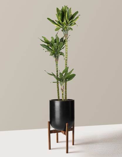 Dracaena Steudneri Gold Dream