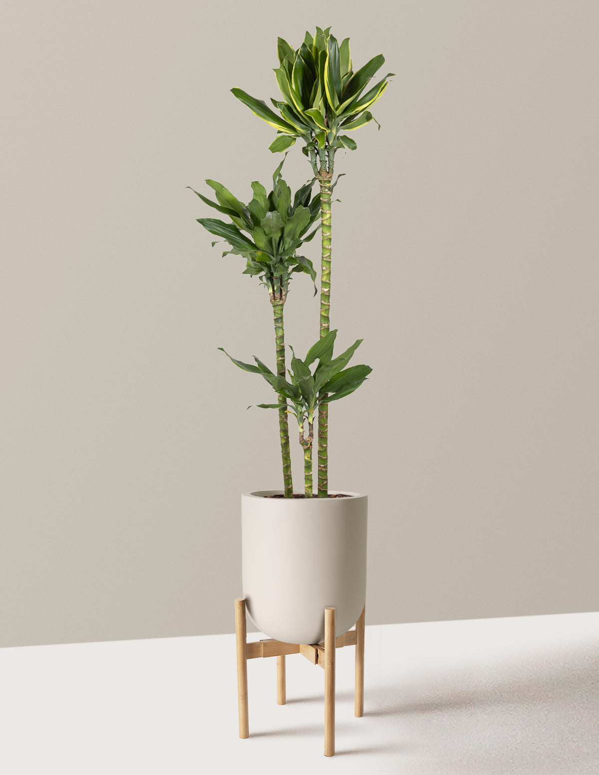 Dracaena Steudneri Gold Dream