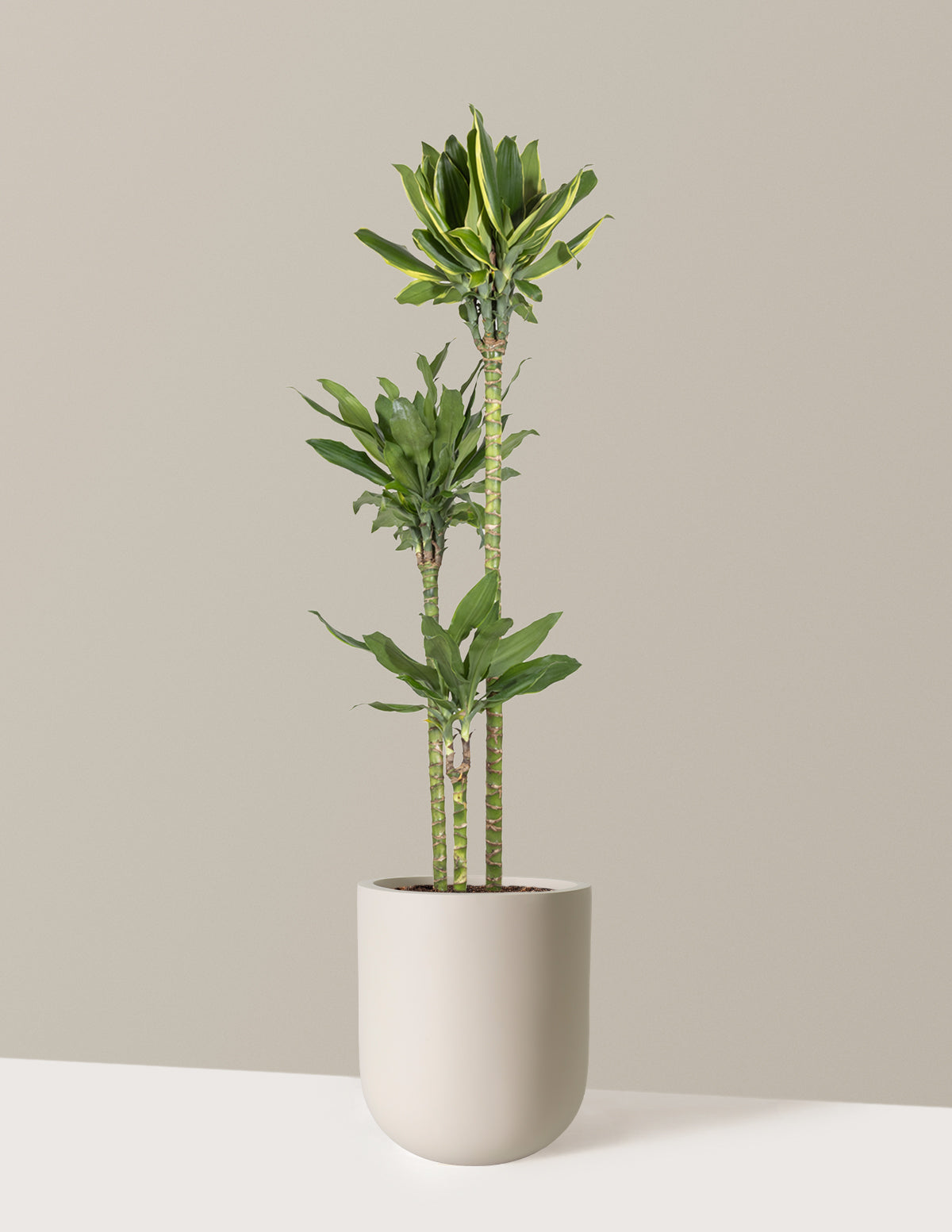 Dracaena Steudneri Gold Dream