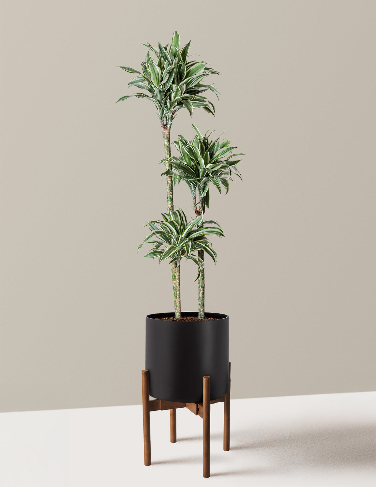 Large Dracaena Warneckii White Jewel