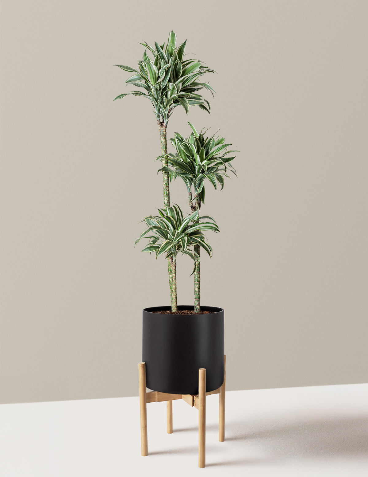 Large Dracaena Warneckii White Jewel
