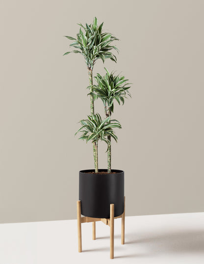 Large Dracaena Warneckii White Jewel