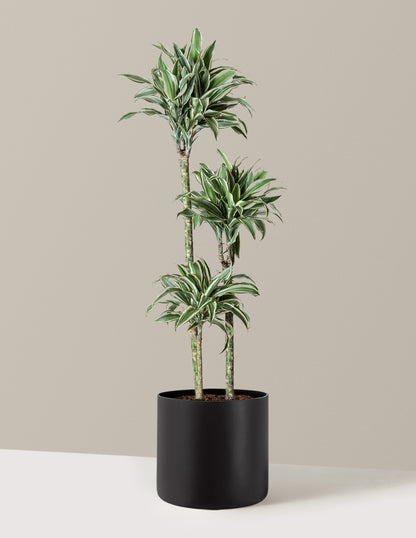 Large Dracaena Warneckii White Jewel