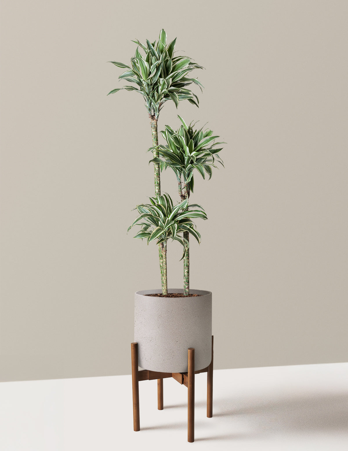 Large Dracaena Warneckii White Jewel