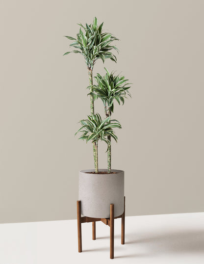 Large Dracaena Warneckii White Jewel