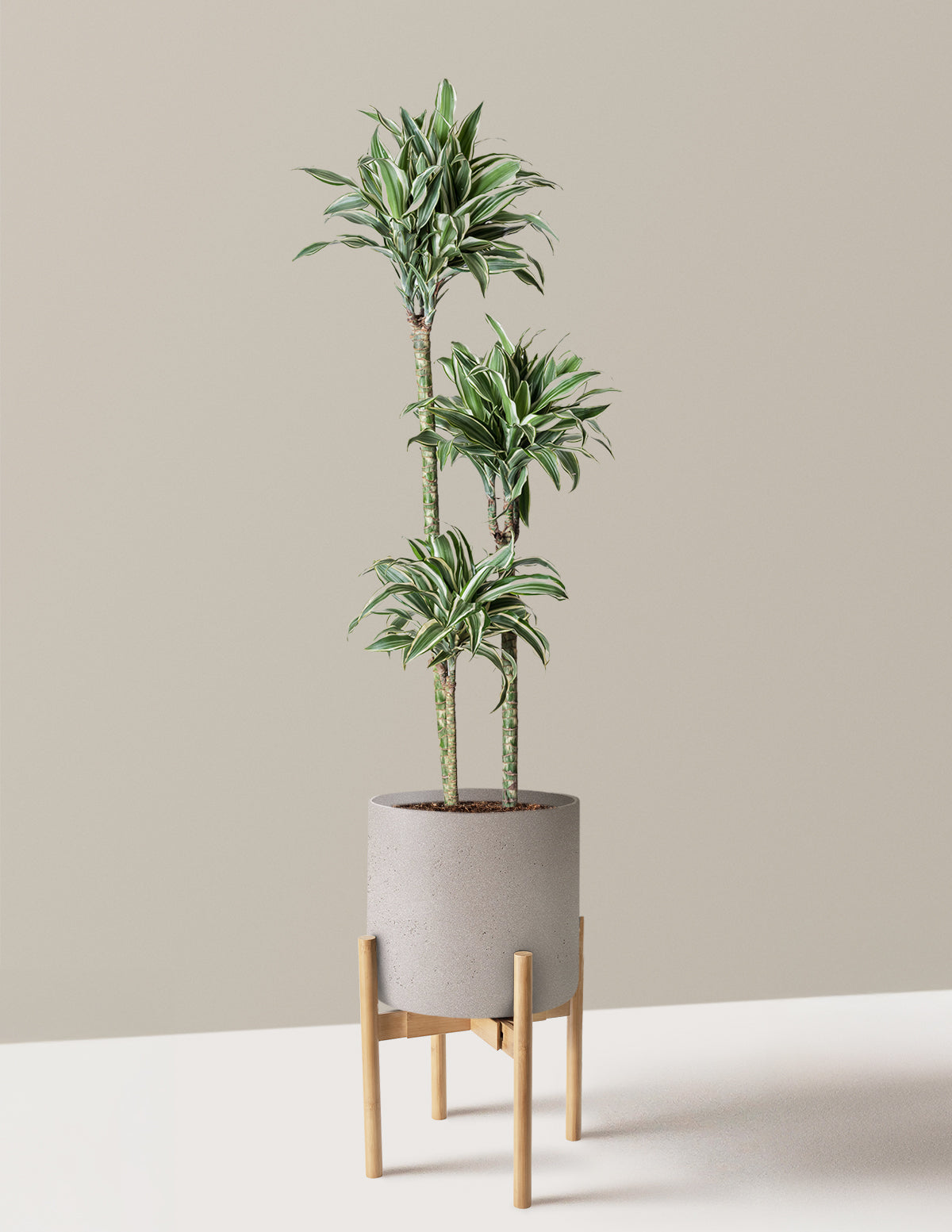 Large Dracaena Warneckii White Jewel