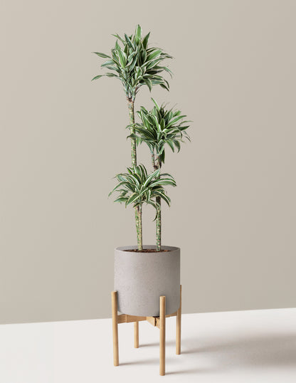 Large Dracaena Warneckii White Jewel