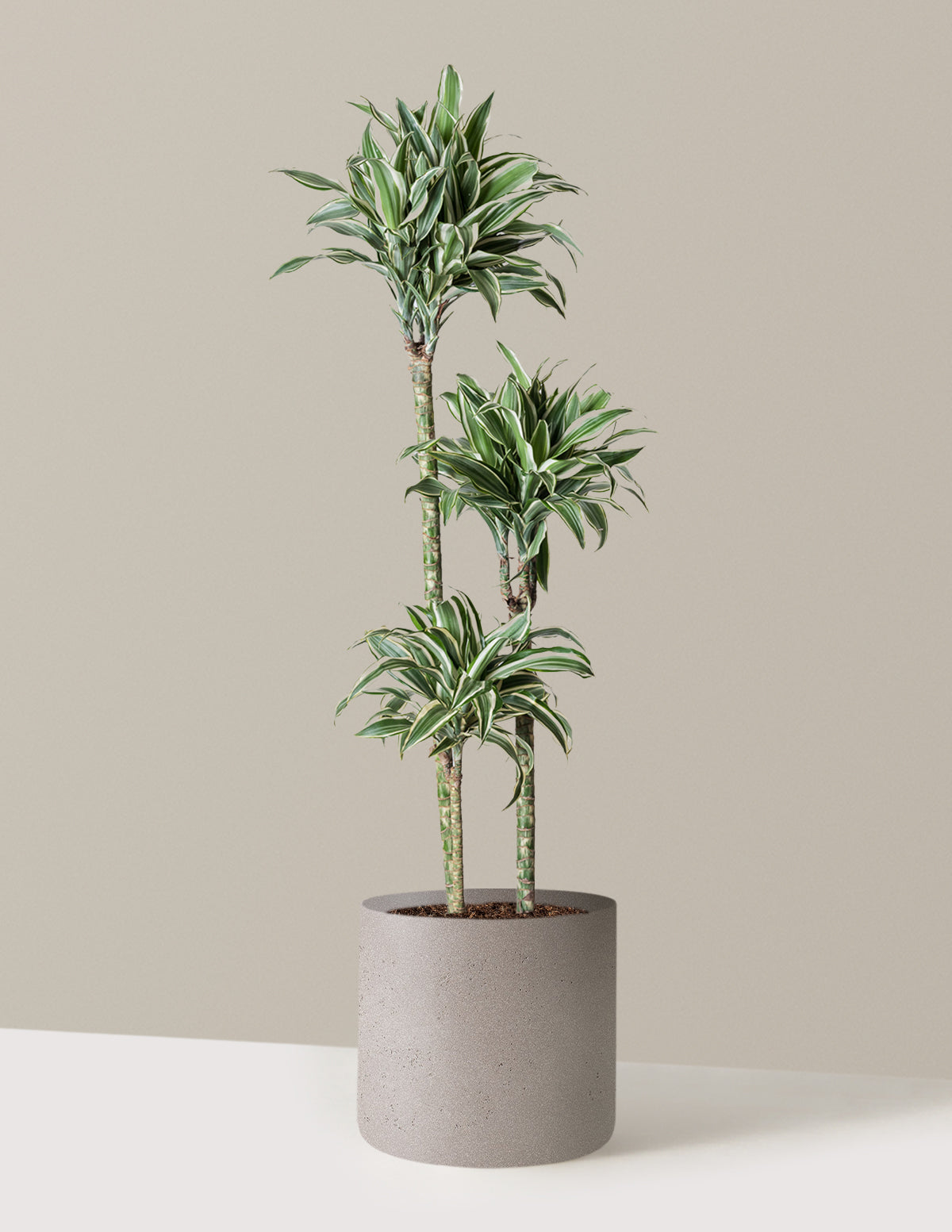 Large Dracaena Warneckii White Jewel