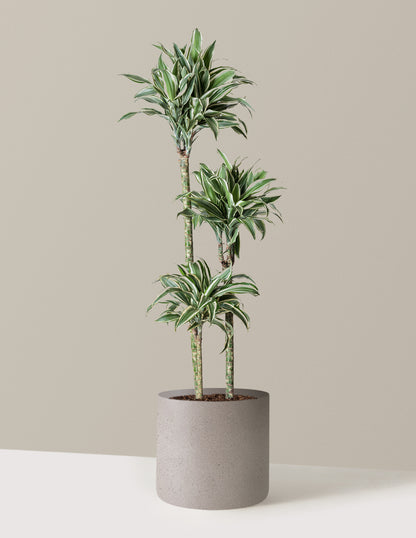 Large Dracaena Warneckii White Jewel