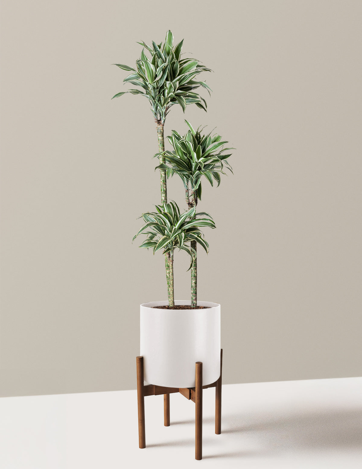 Large Dracaena Warneckii White Jewel
