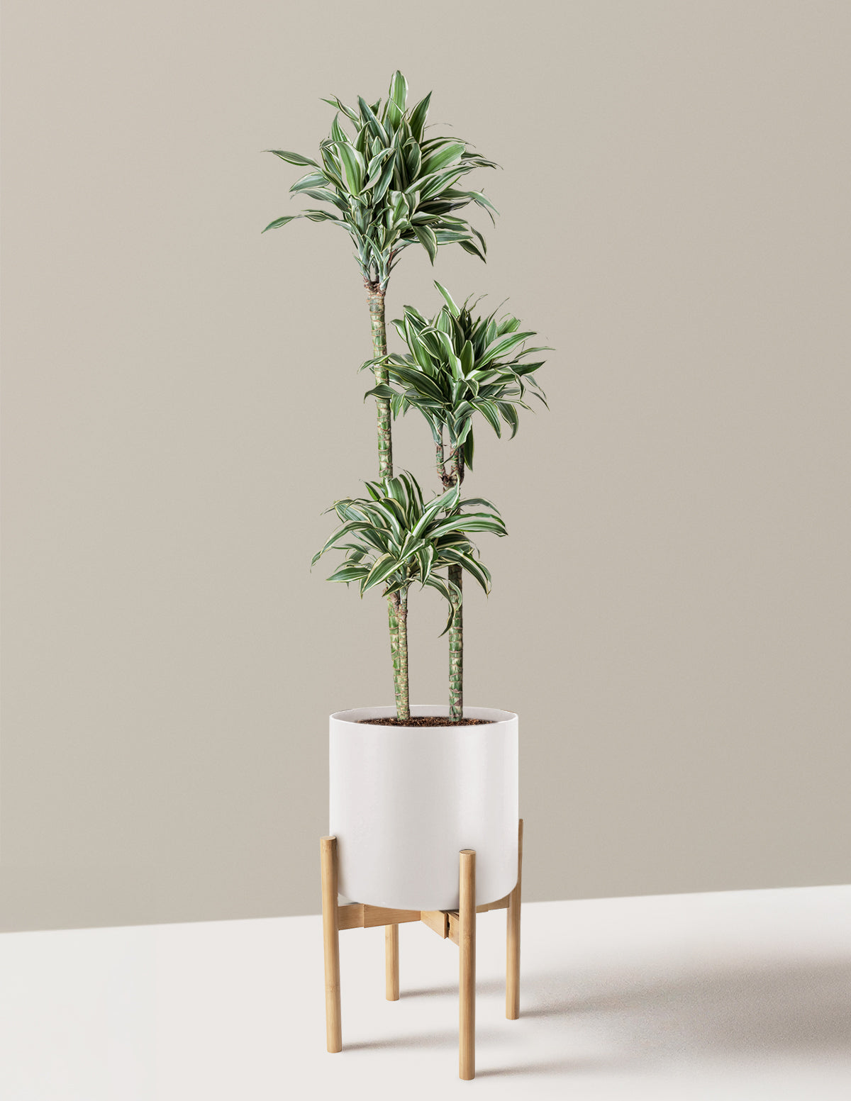 Large Dracaena Warneckii White Jewel