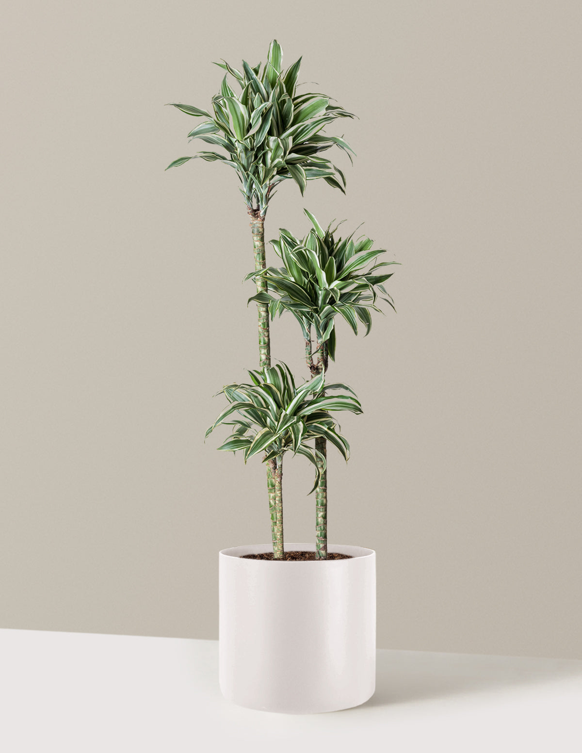 Large Dracaena Warneckii White Jewel