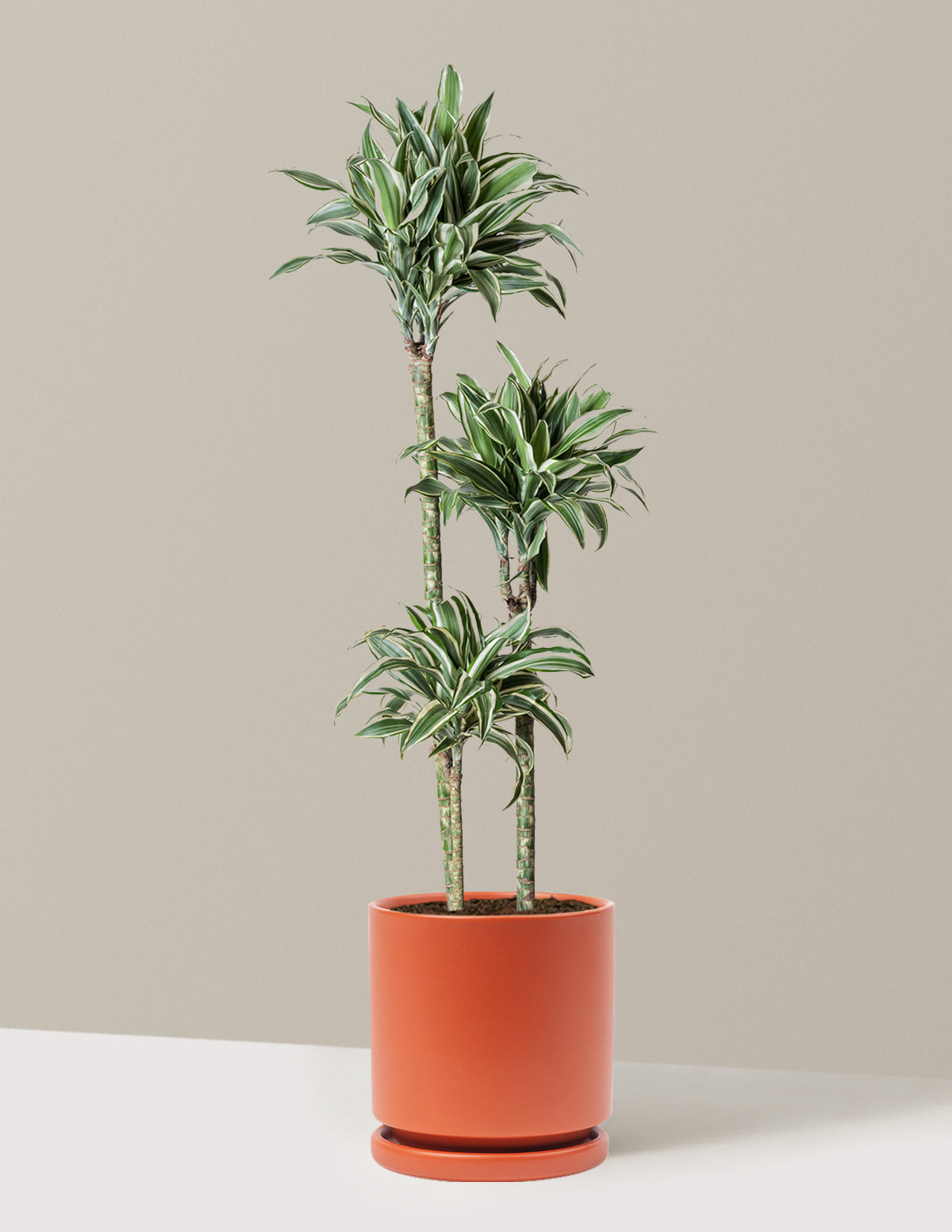 Large Dracaena Warneckii White Jewel