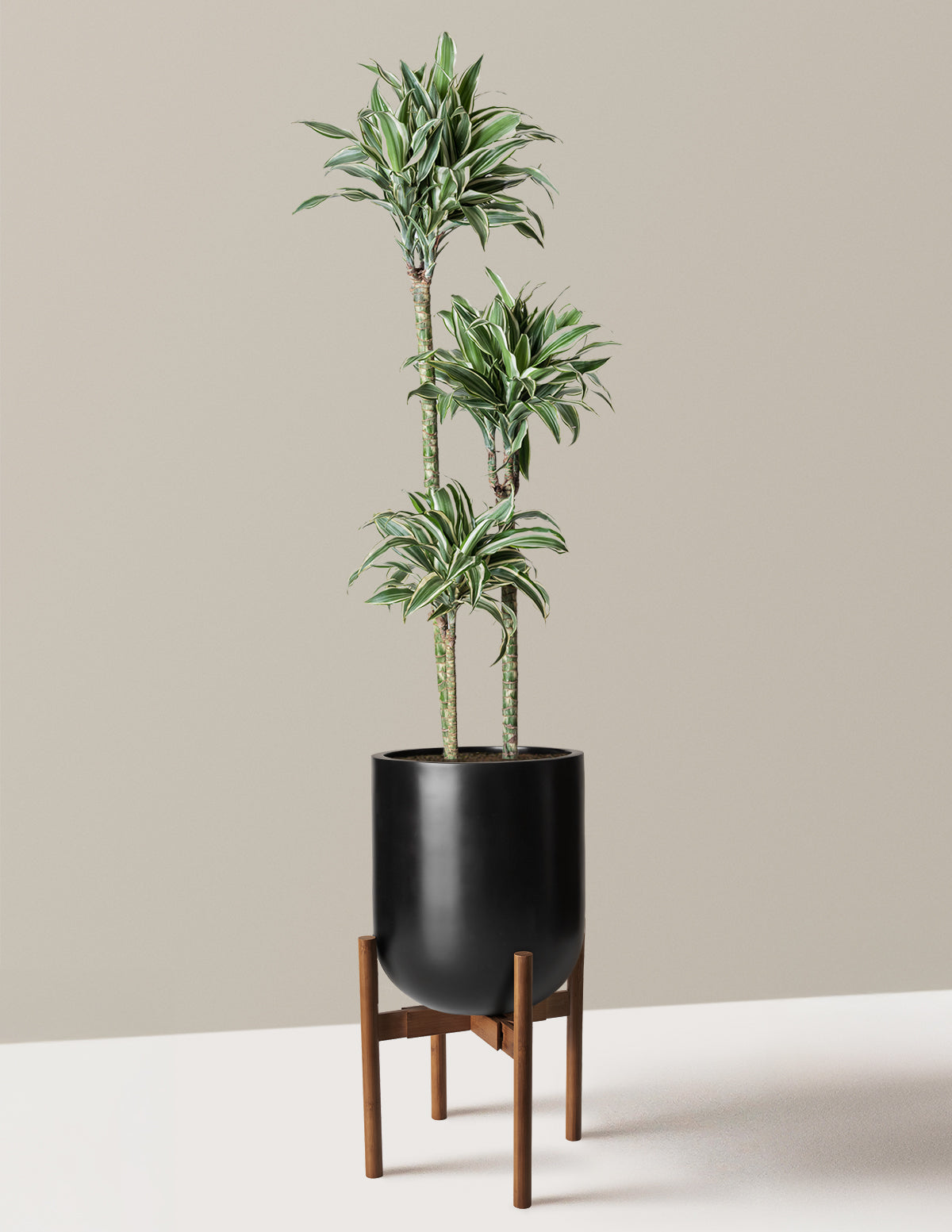 Large Dracaena Warneckii White Jewel