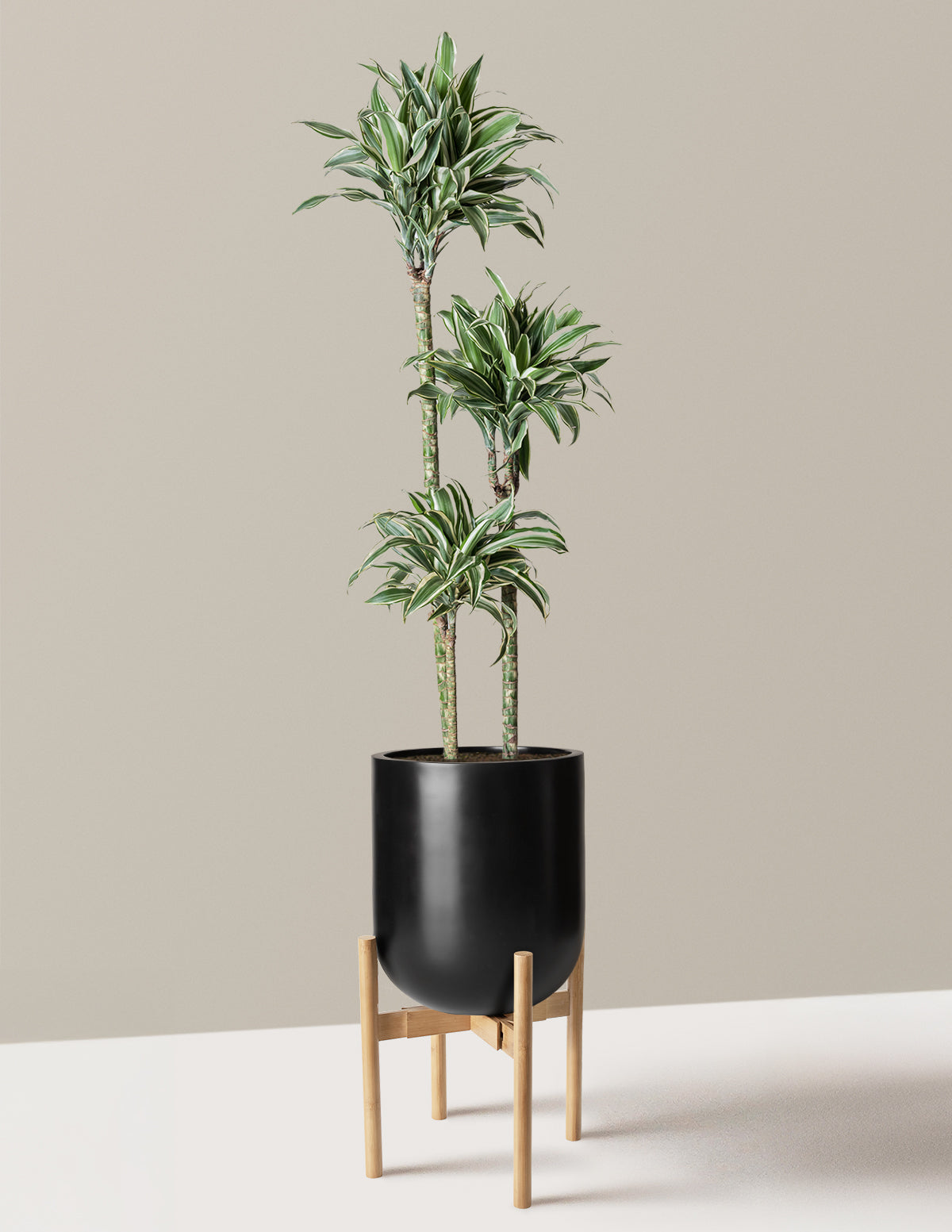 Large Dracaena Warneckii White Jewel