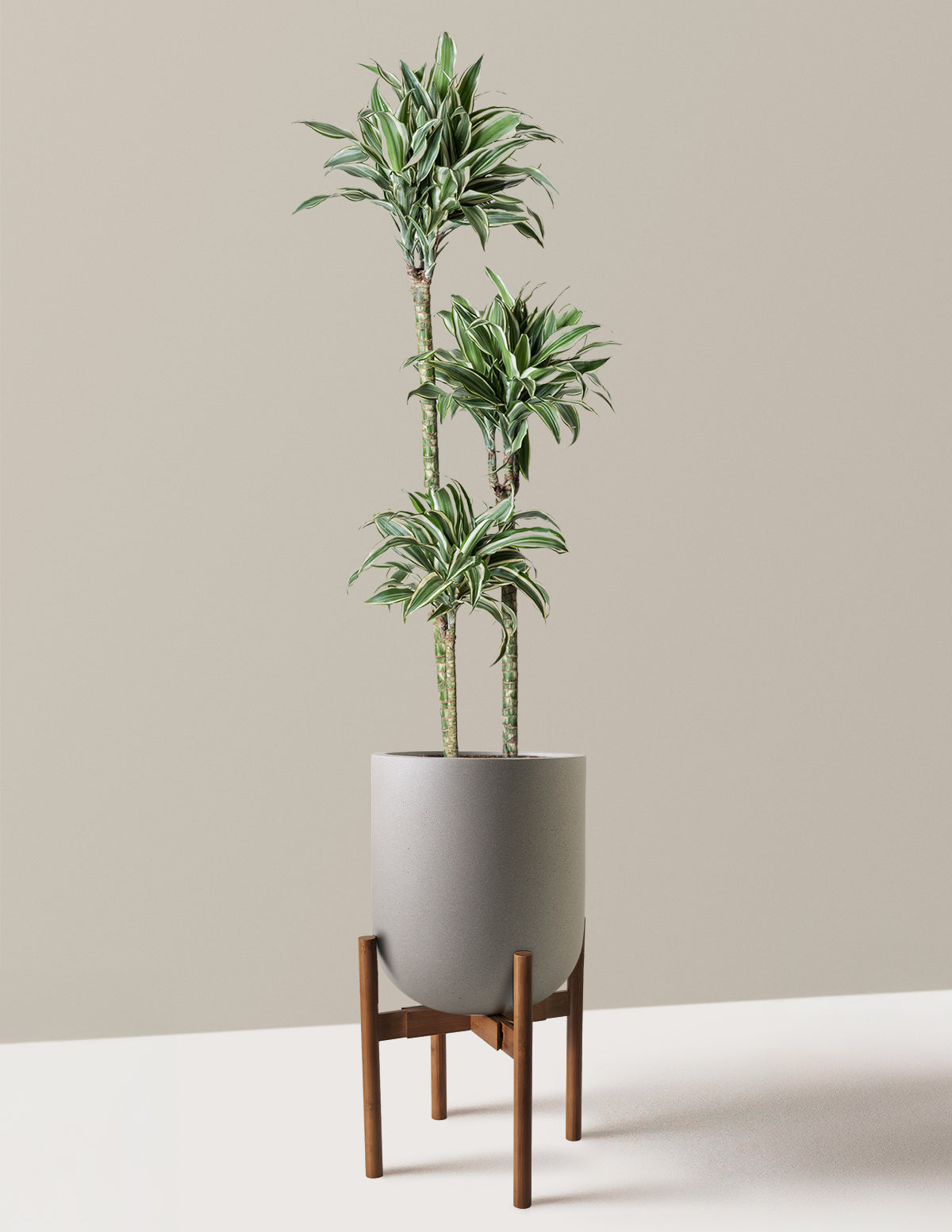 Large Dracaena Warneckii White Jewel