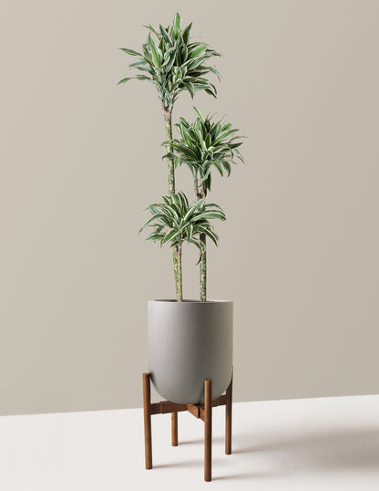 Large Dracaena Warneckii White Jewel