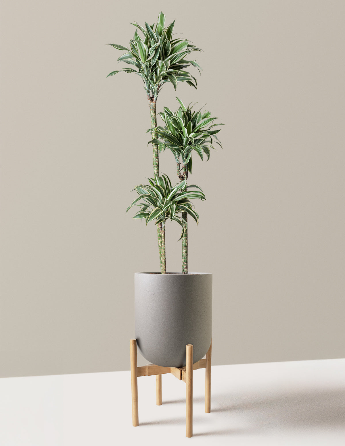 Large Dracaena Warneckii White Jewel
