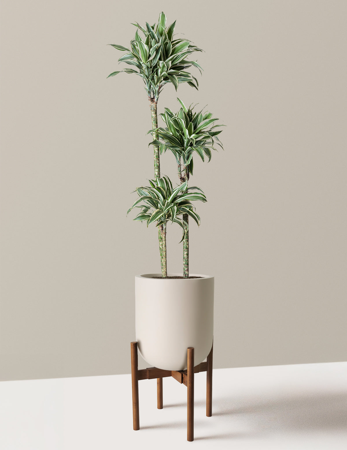 Large Dracaena Warneckii White Jewel