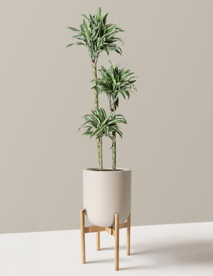 Large Dracaena Warneckii White Jewel