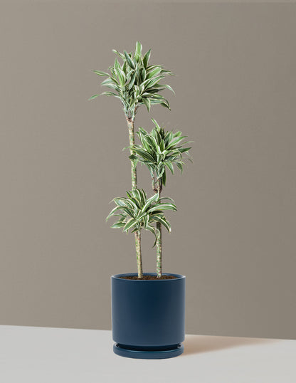 Large Dracaena Warneckii White Jewel