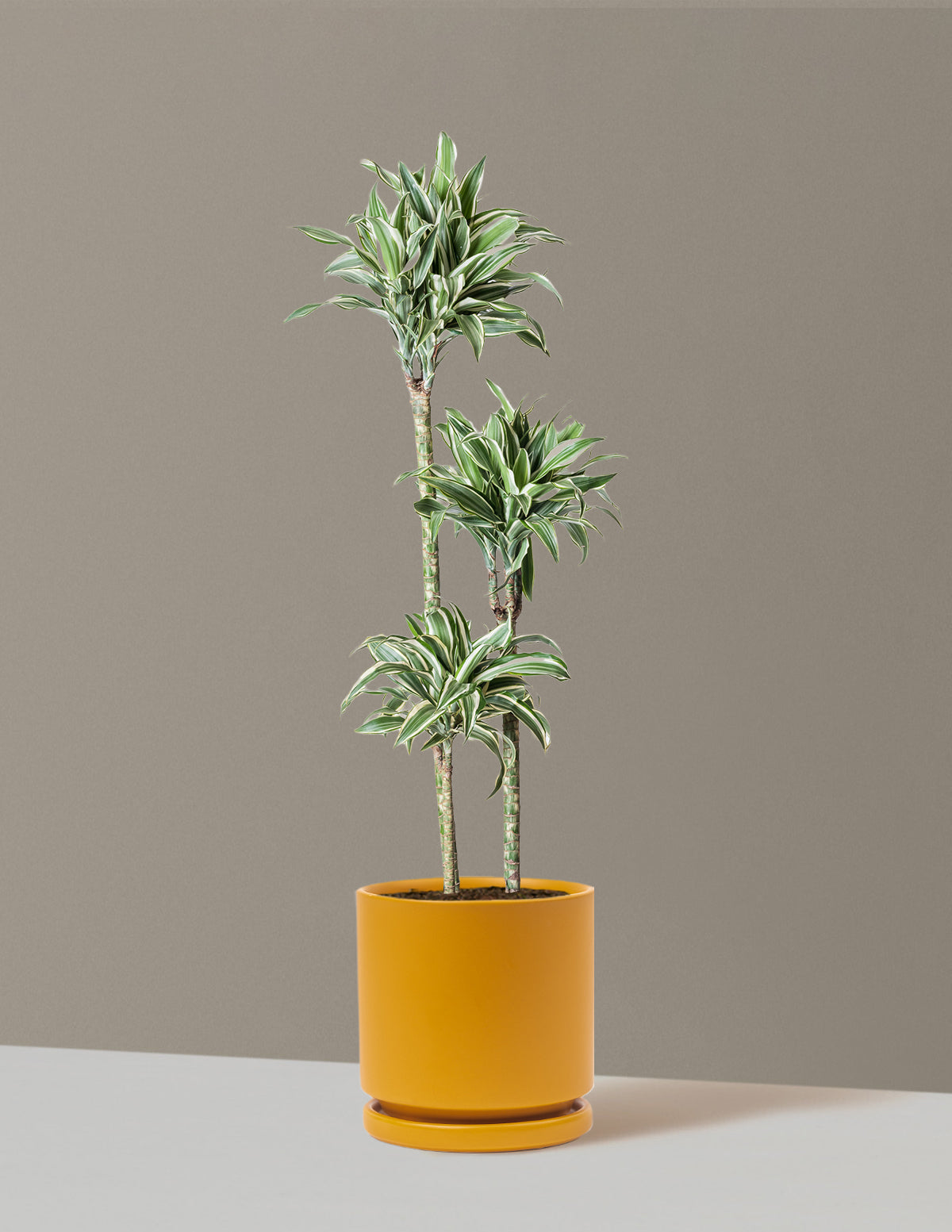 Large Dracaena Warneckii White Jewel