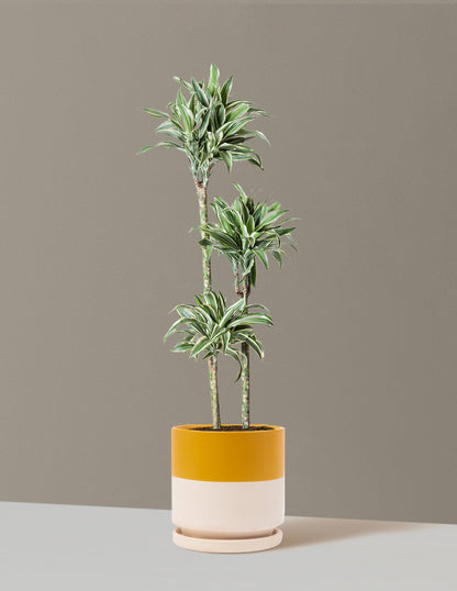 Large Dracaena Warneckii White Jewel