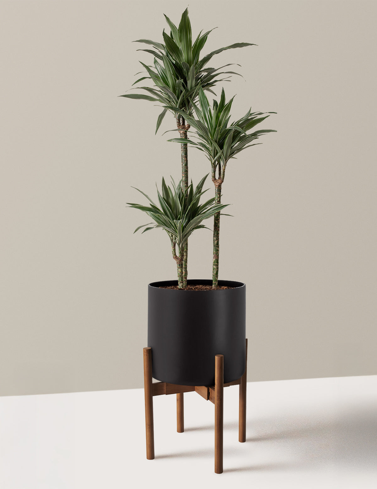 Large Dracaena Warneckii