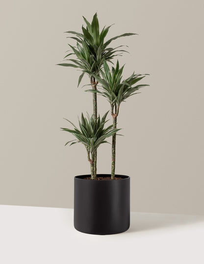 Large Dracaena Warneckii