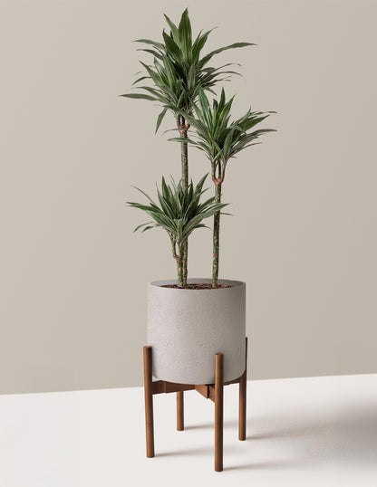 Large Dracaena Warneckii