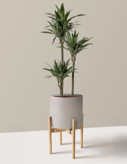Large Dracaena Warneckii