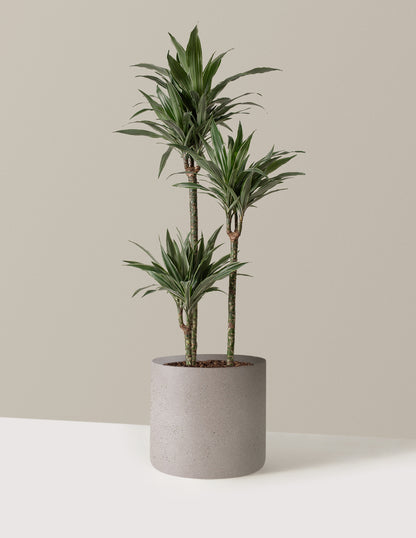 Large Dracaena Warneckii