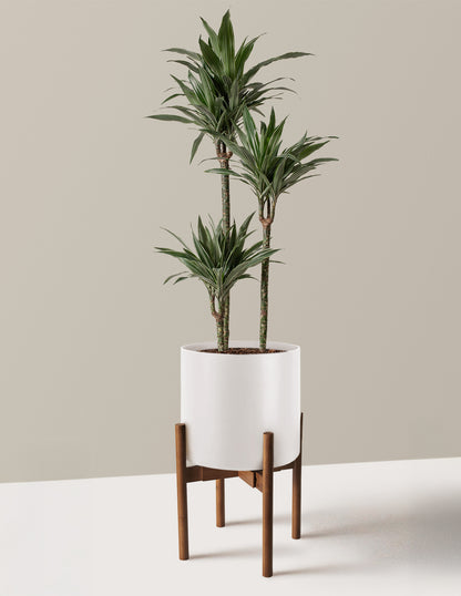 Large Dracaena Warneckii