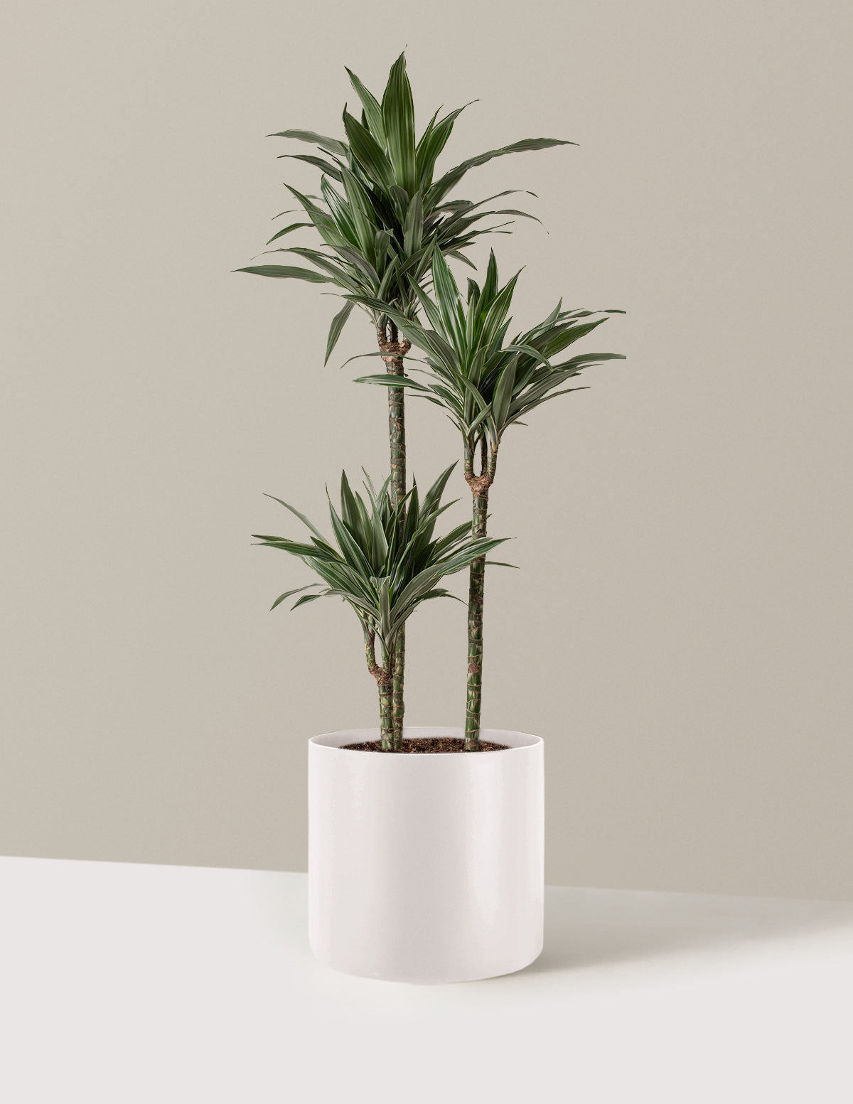 Large Dracaena Warneckii