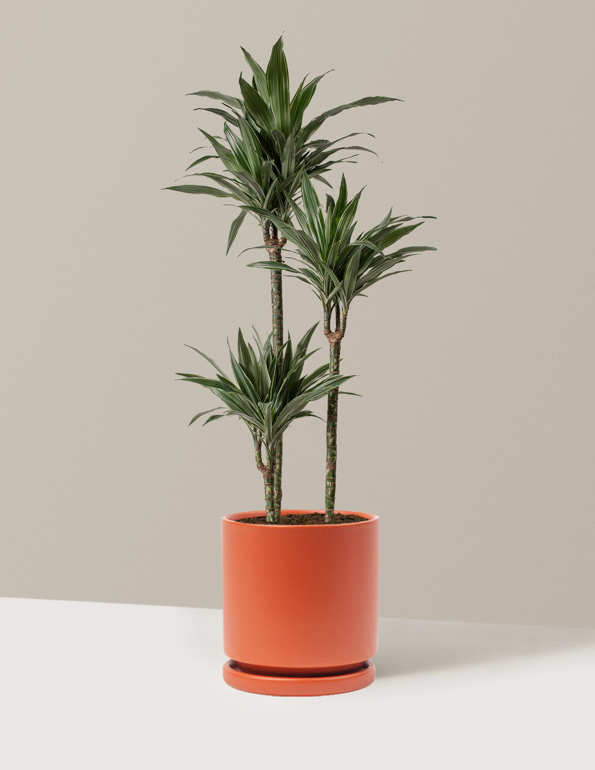 Large Dracaena Warneckii