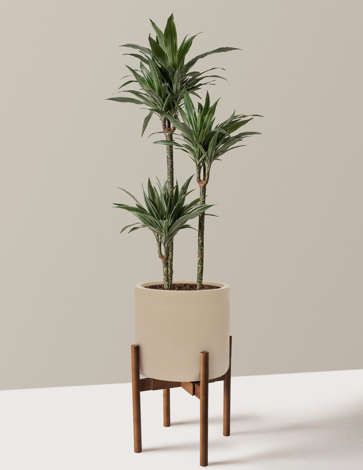 Large Dracaena Warneckii