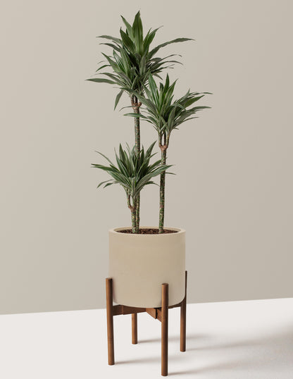 Large Dracaena Warneckii