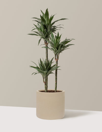 Large Dracaena Warneckii