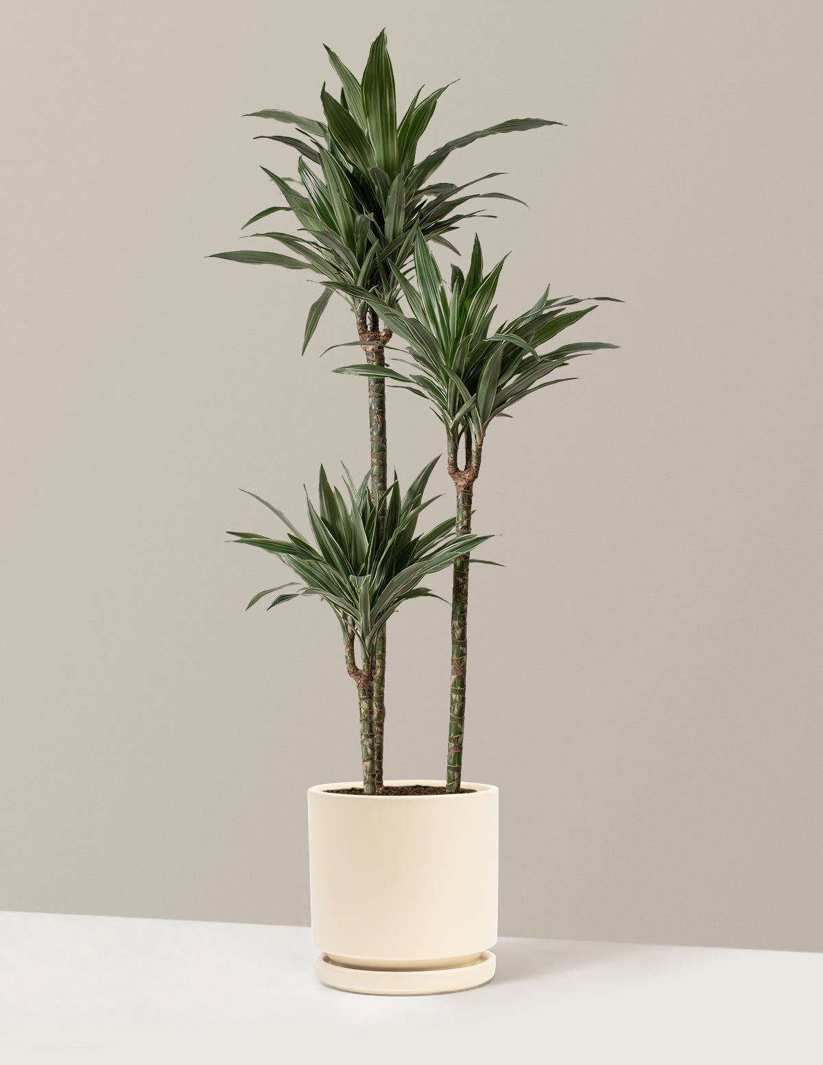 Large Dracaena Warneckii