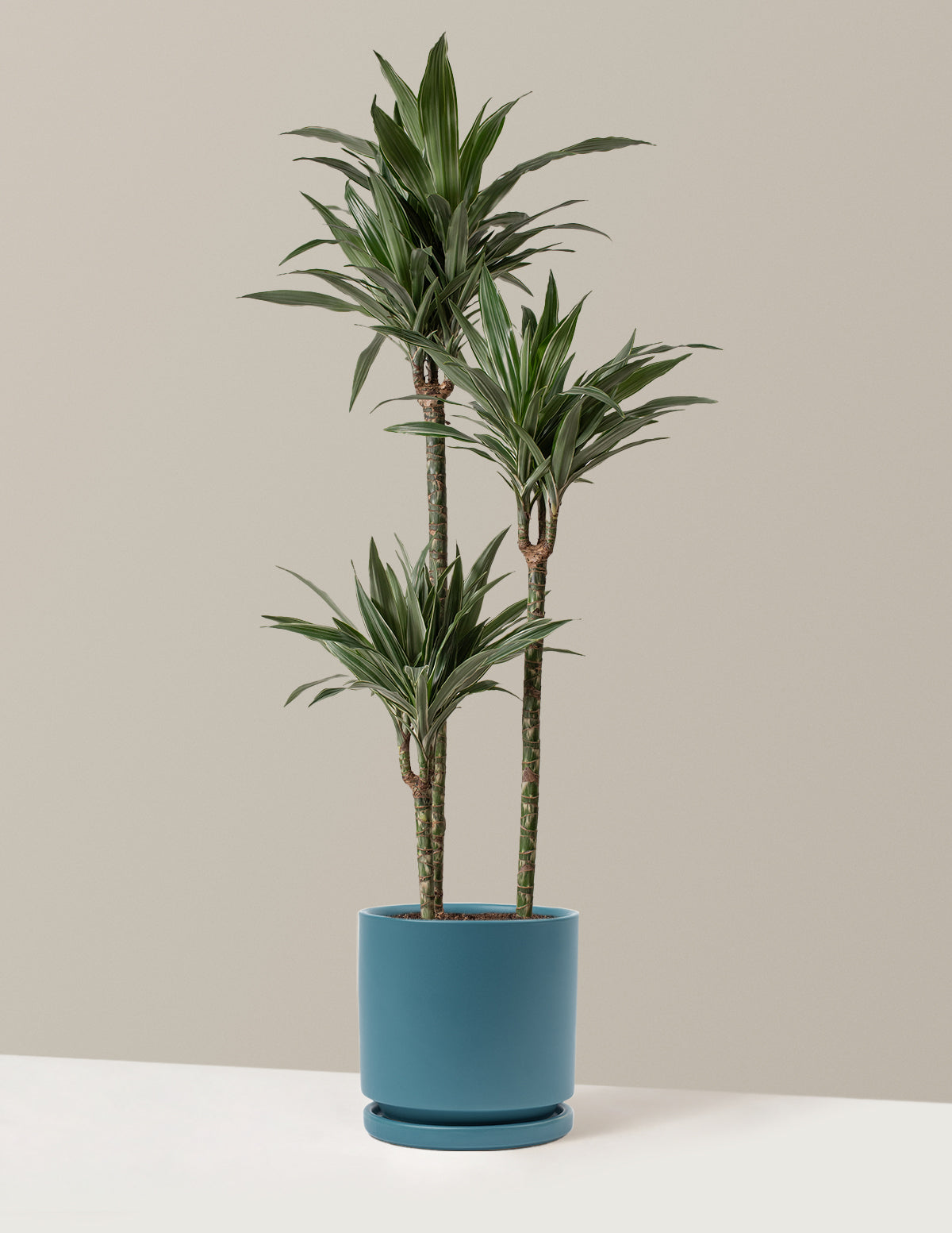 old dracaena Dracaena Warneckii (corn plant) | Large Houseplants for Delivery
