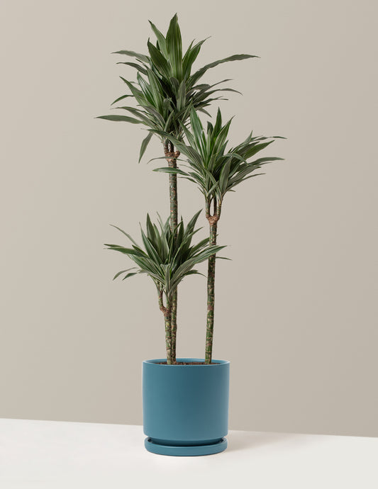 Large Dracaena Warneckii