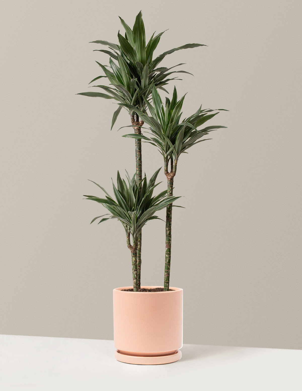 Large Dracaena Warneckii