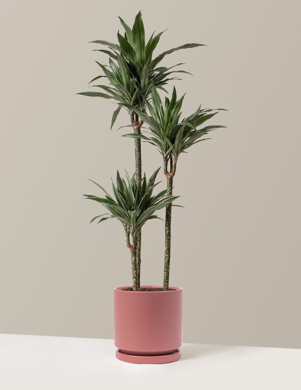 bundle | Large | Isabella | Dusty Rose