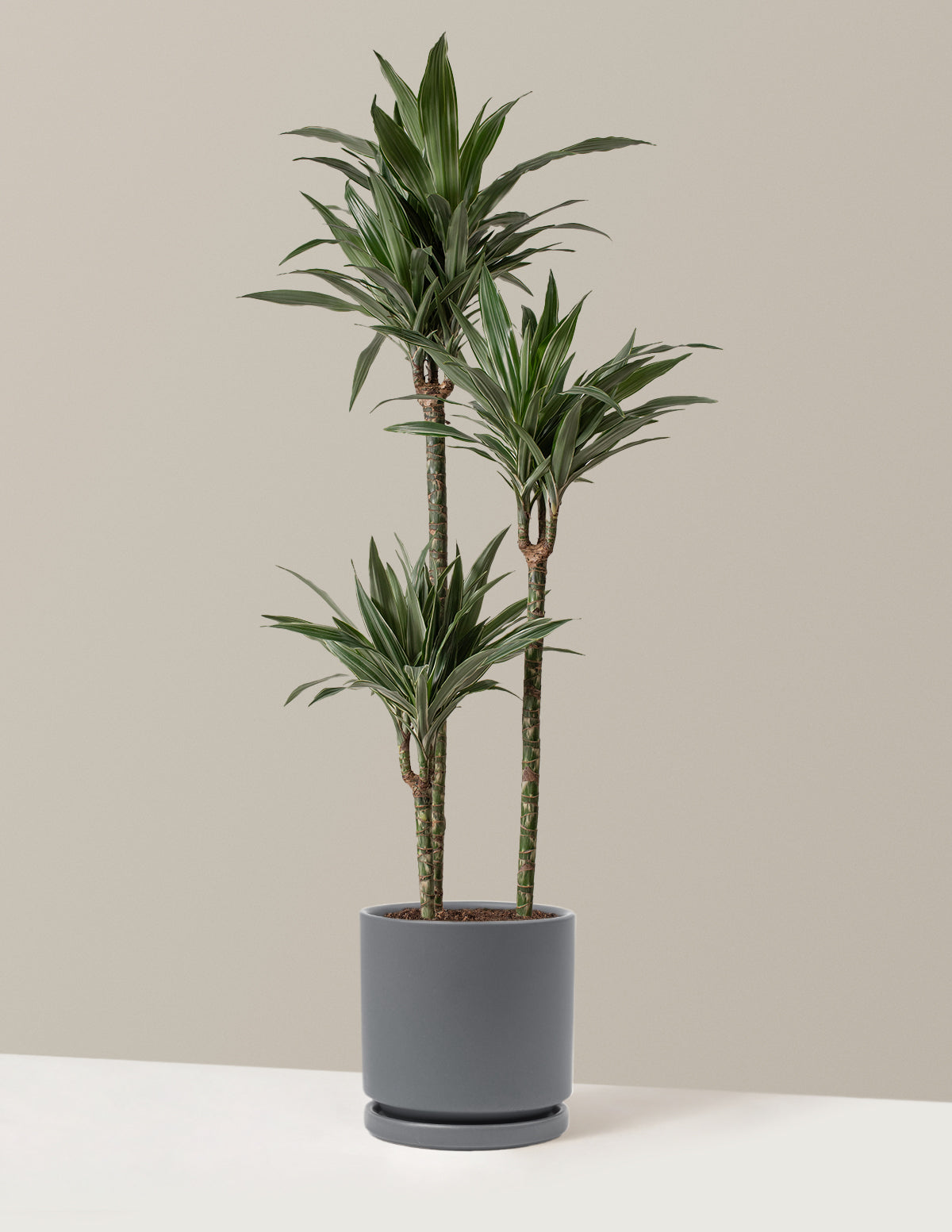 Large Dracaena Warneckii