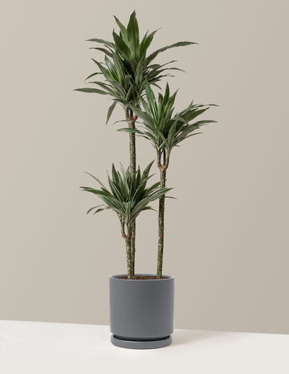 Large Dracaena Warneckii