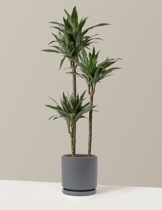 Large Dracaena Warneckii