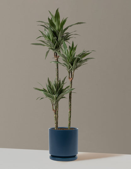 Large Dracaena Warneckii