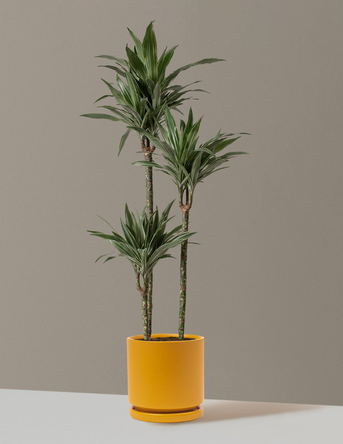 Large Dracaena Warneckii