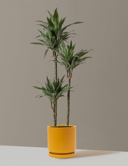 Large Dracaena Warneckii